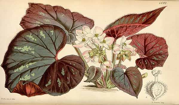 B. thwaitseii